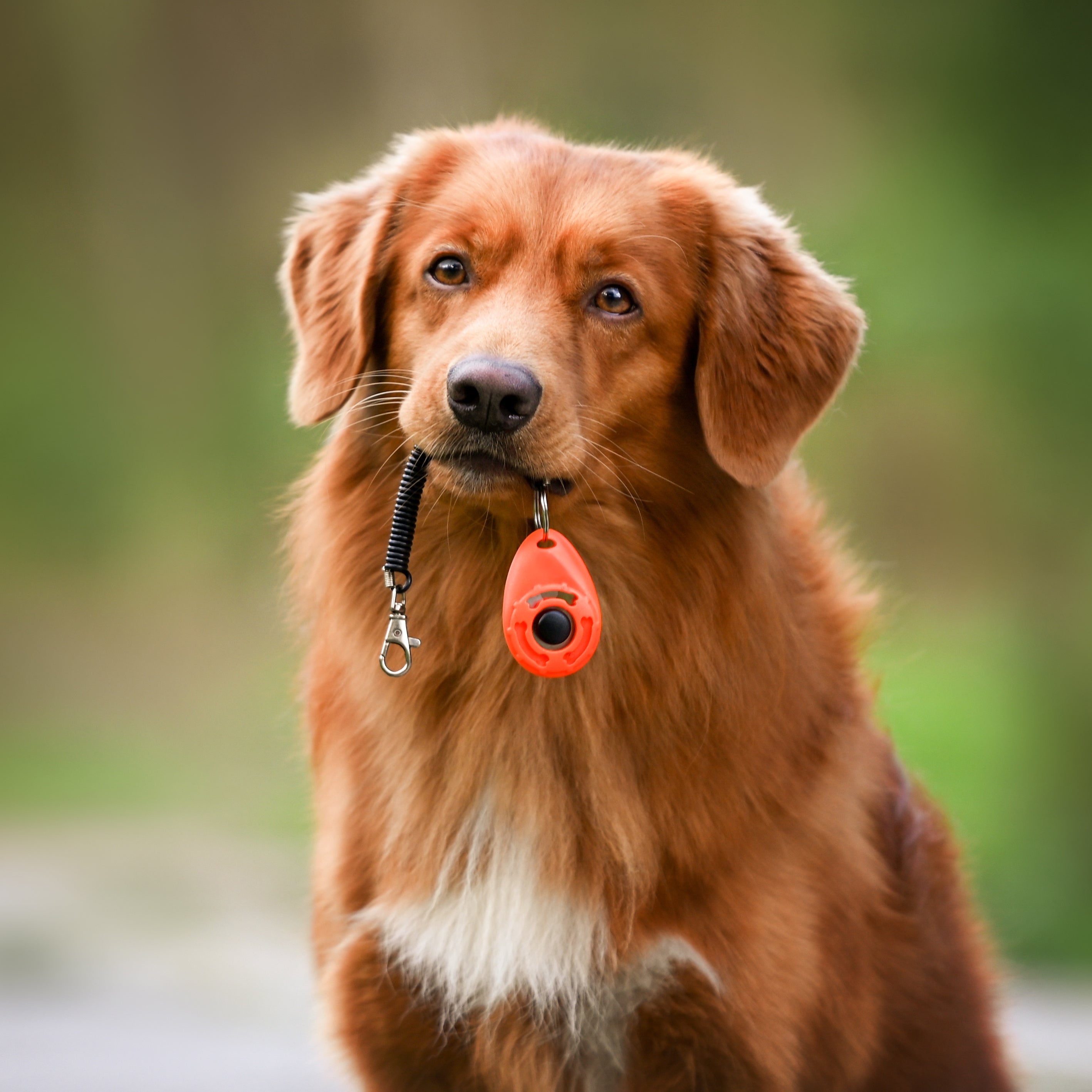 Dog Portrait with clicker in mouth