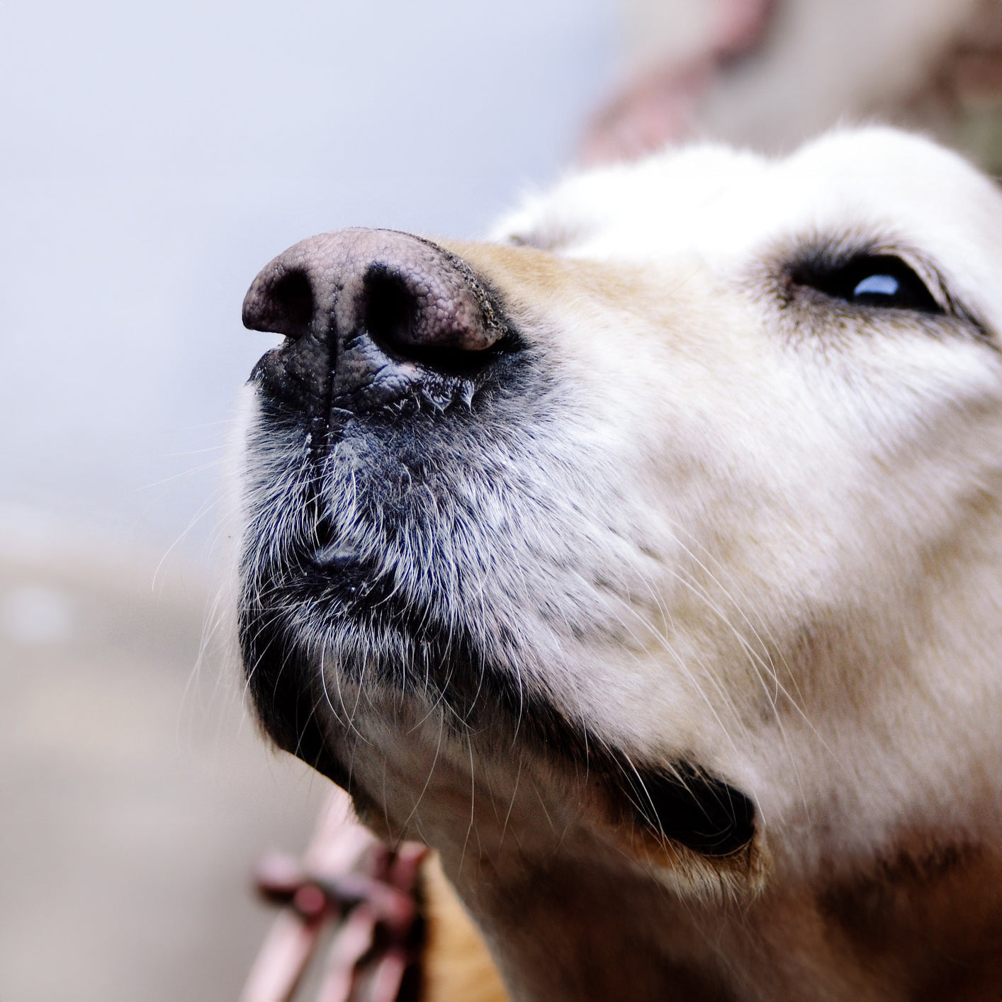 Close-up of a dog