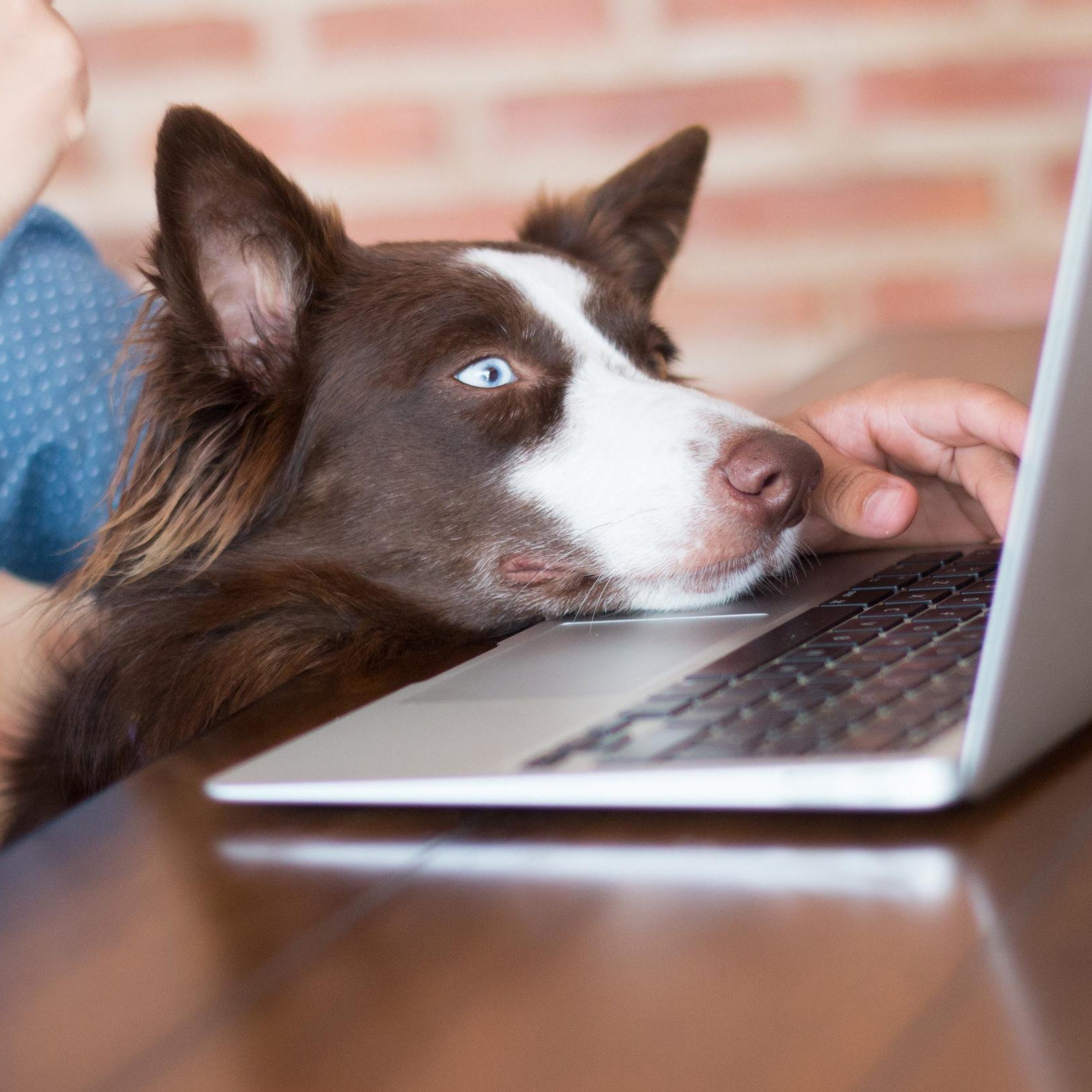 dog with its owner in front of a laptop