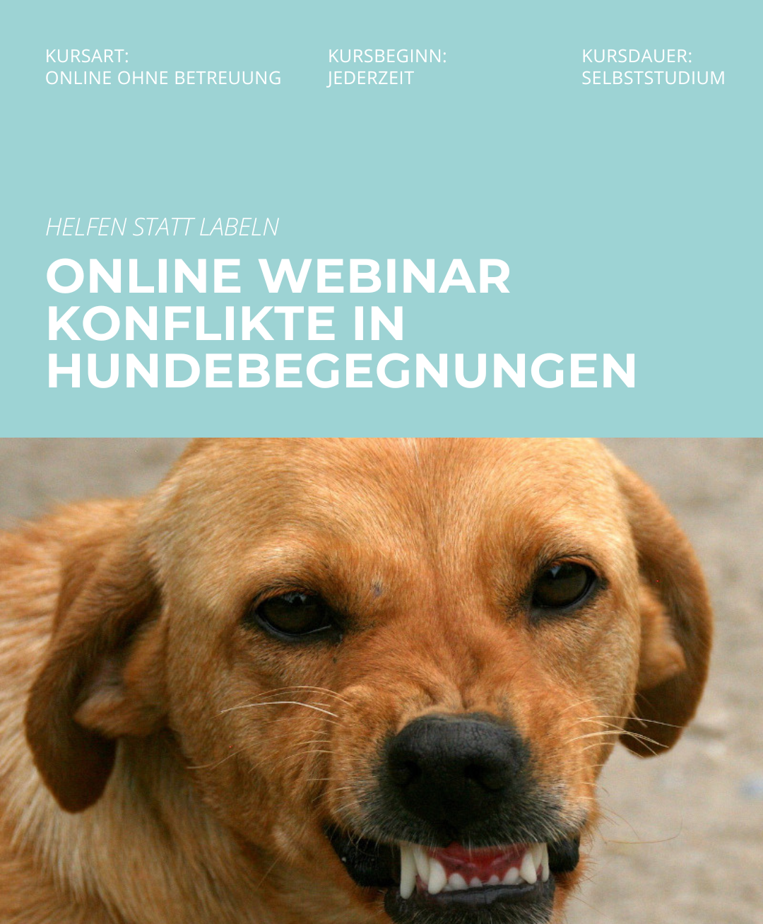 Hundetrainerausbildung Online - Pfötchenhof Pfalz