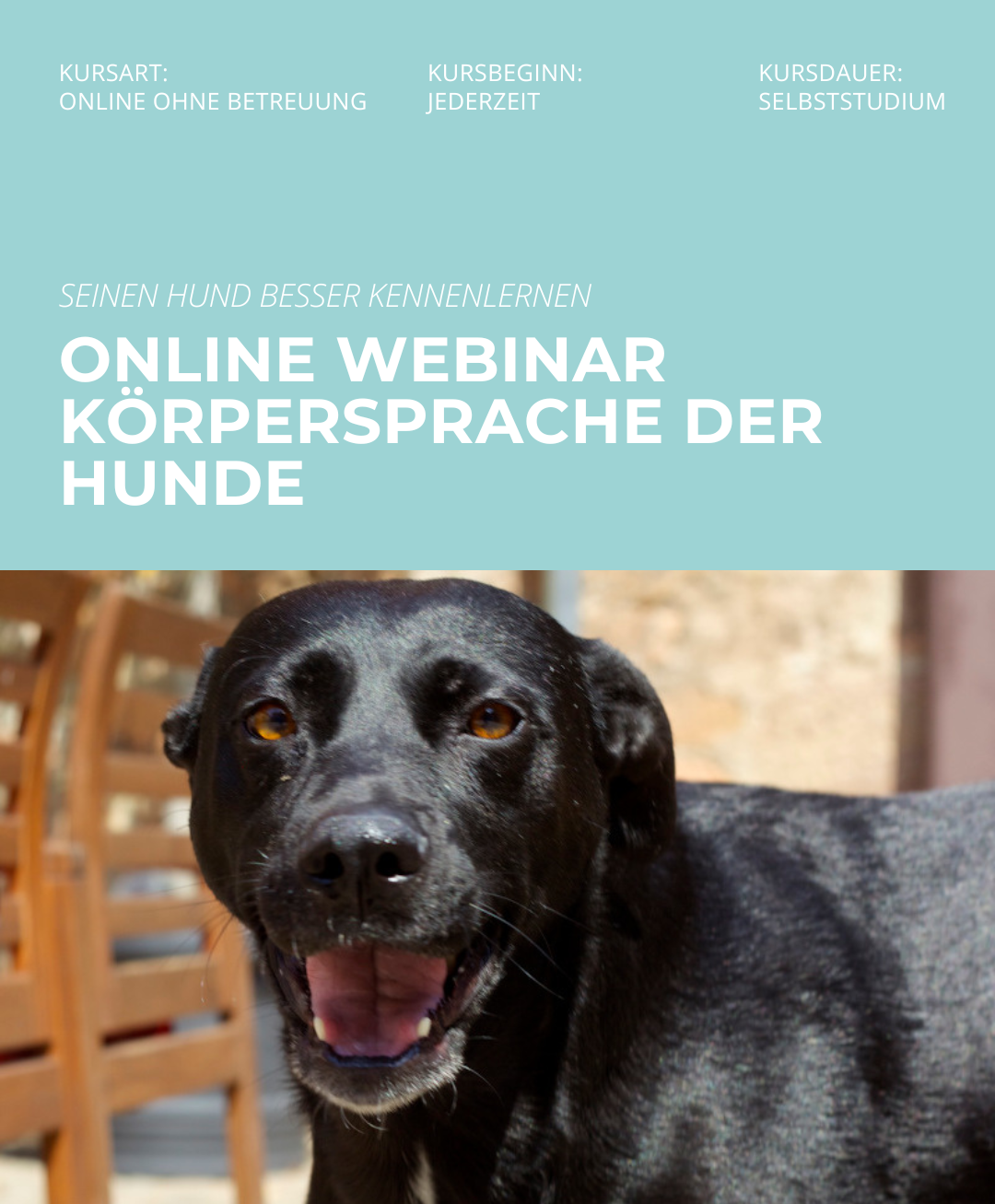 Hundetrainerausbildung Online - Pfötchenhof Pfalz