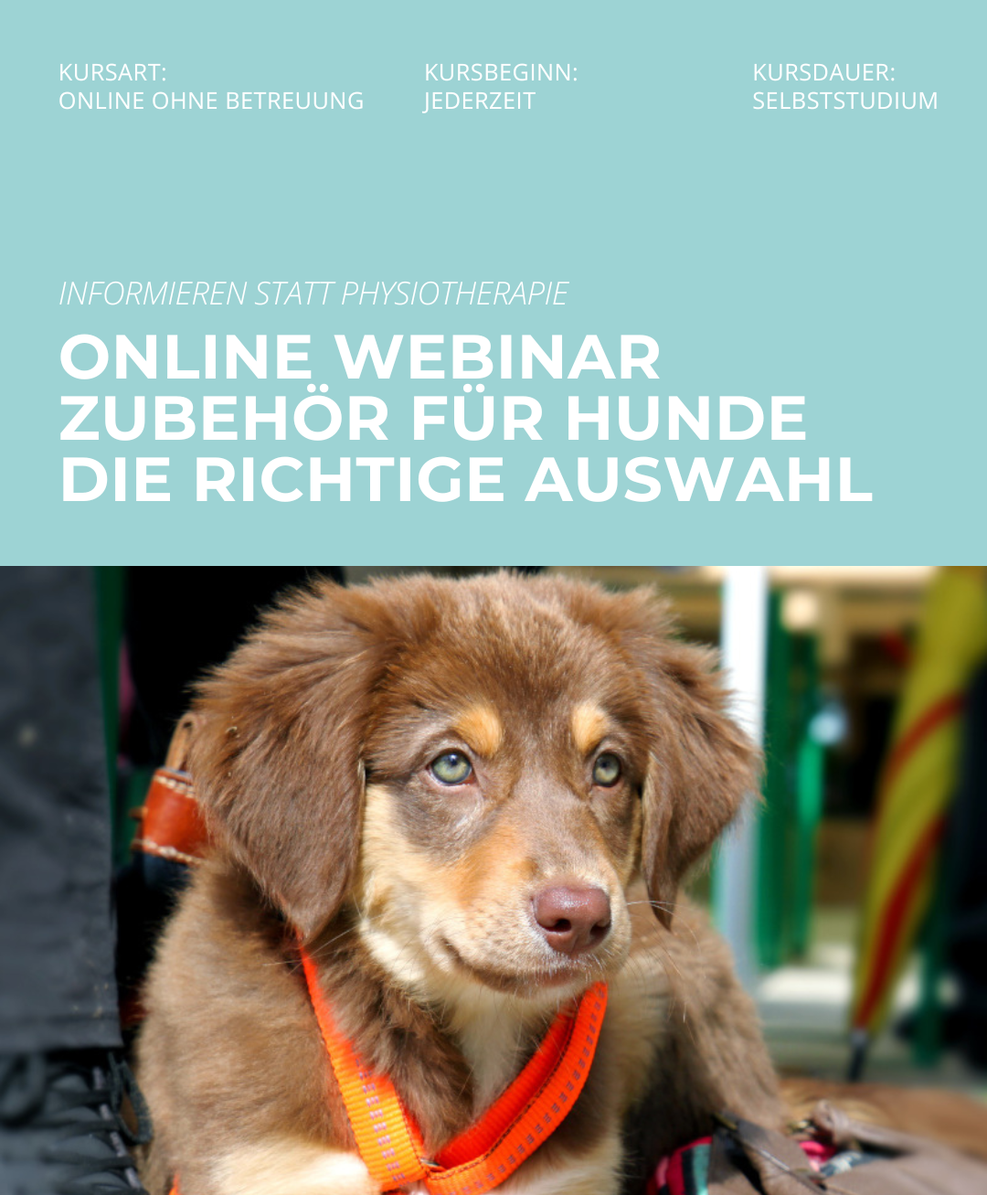 Hundetrainerausbildung Online - Pfötchenhof Pfalz