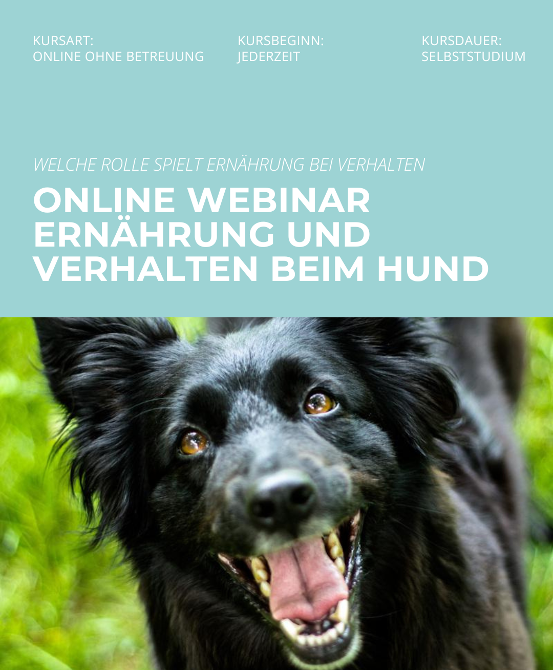 Hundetrainerausbildung Online - Pfötchenhof Pfalz