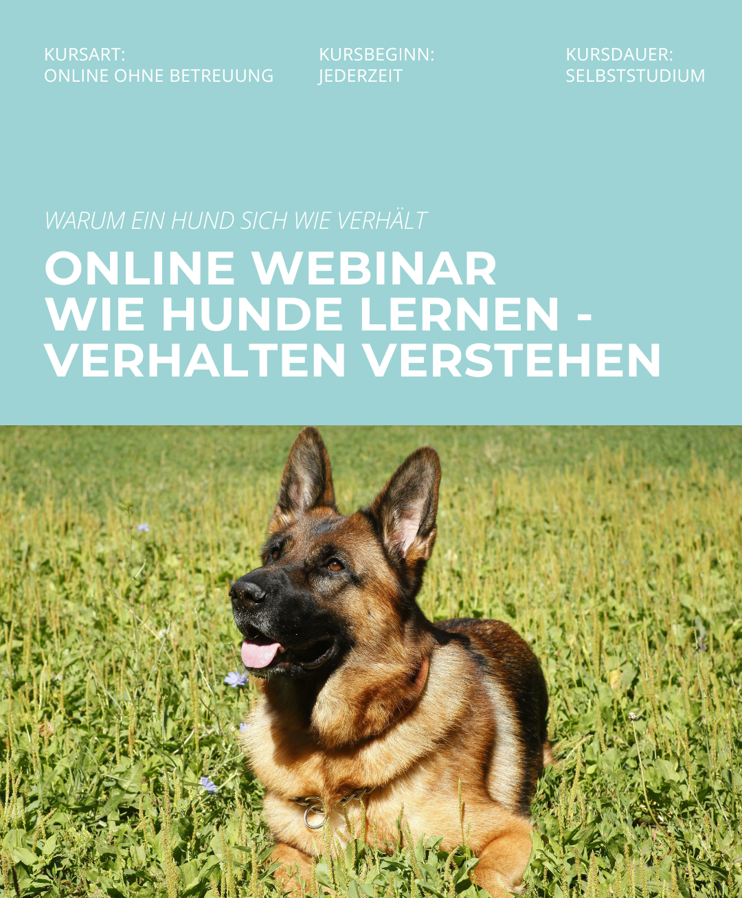 Hundetrainerausbildung Online - Pfötchenhof Pfalz