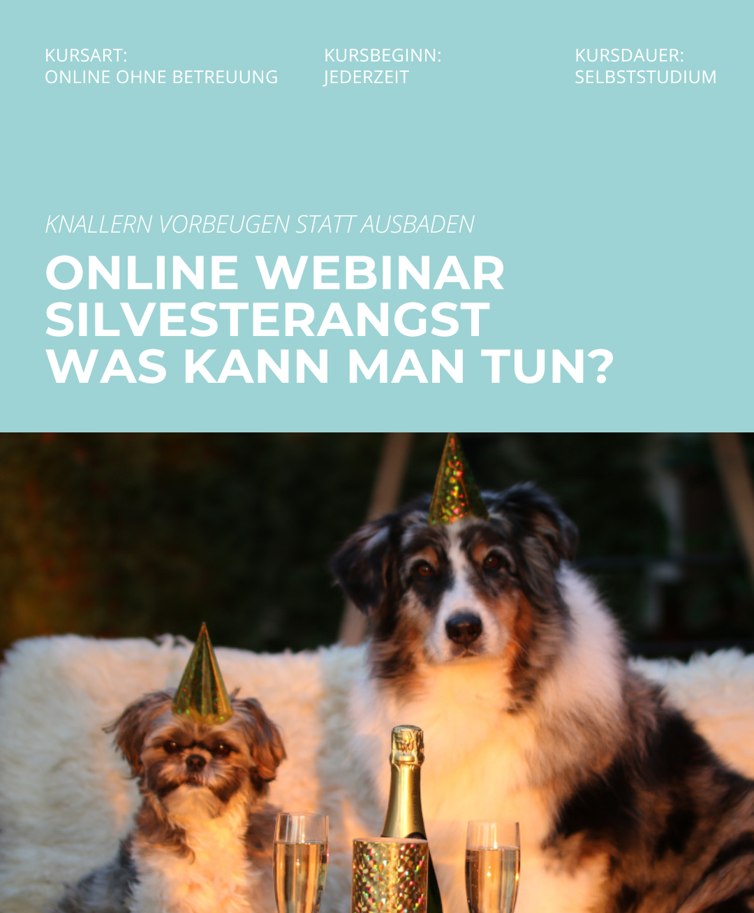 Hundetrainerausbildung Online - Pfötchenhof Pfalz