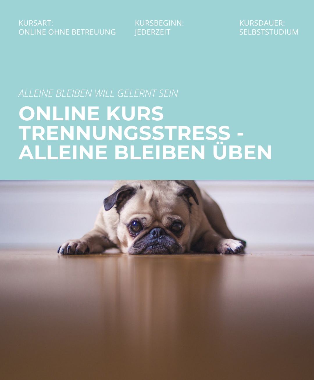 Hundetrainerausbildung Online - Pfötchenhof Pfalz