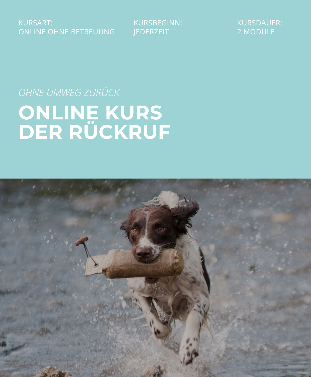 Hundetrainerausbildung Online - Pfötchenhof Pfalz