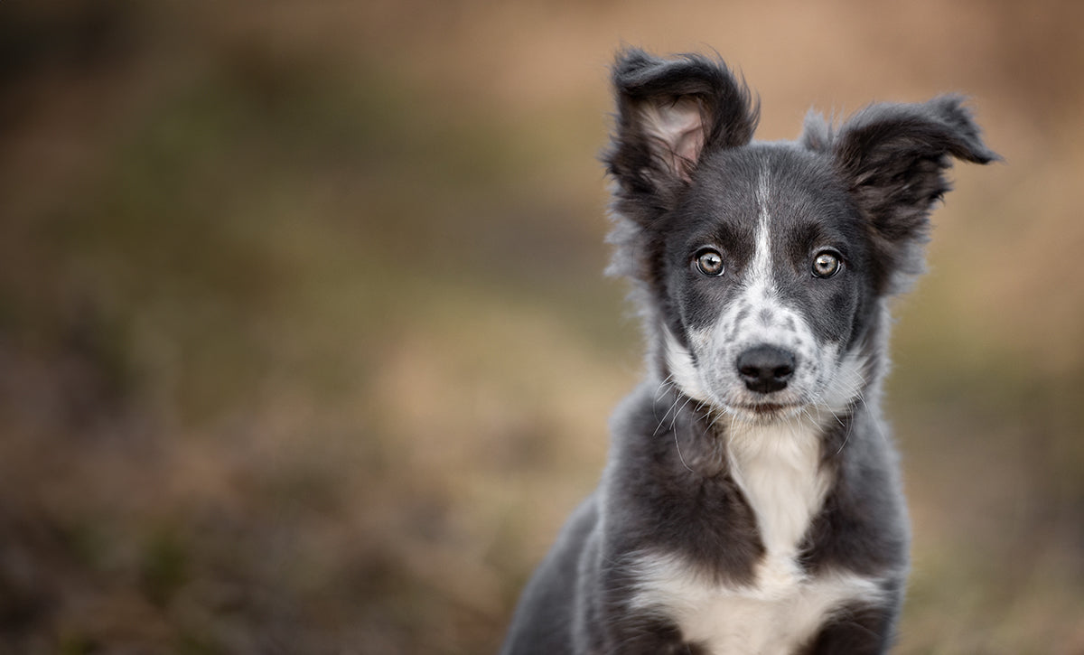 Hund für das Buch 