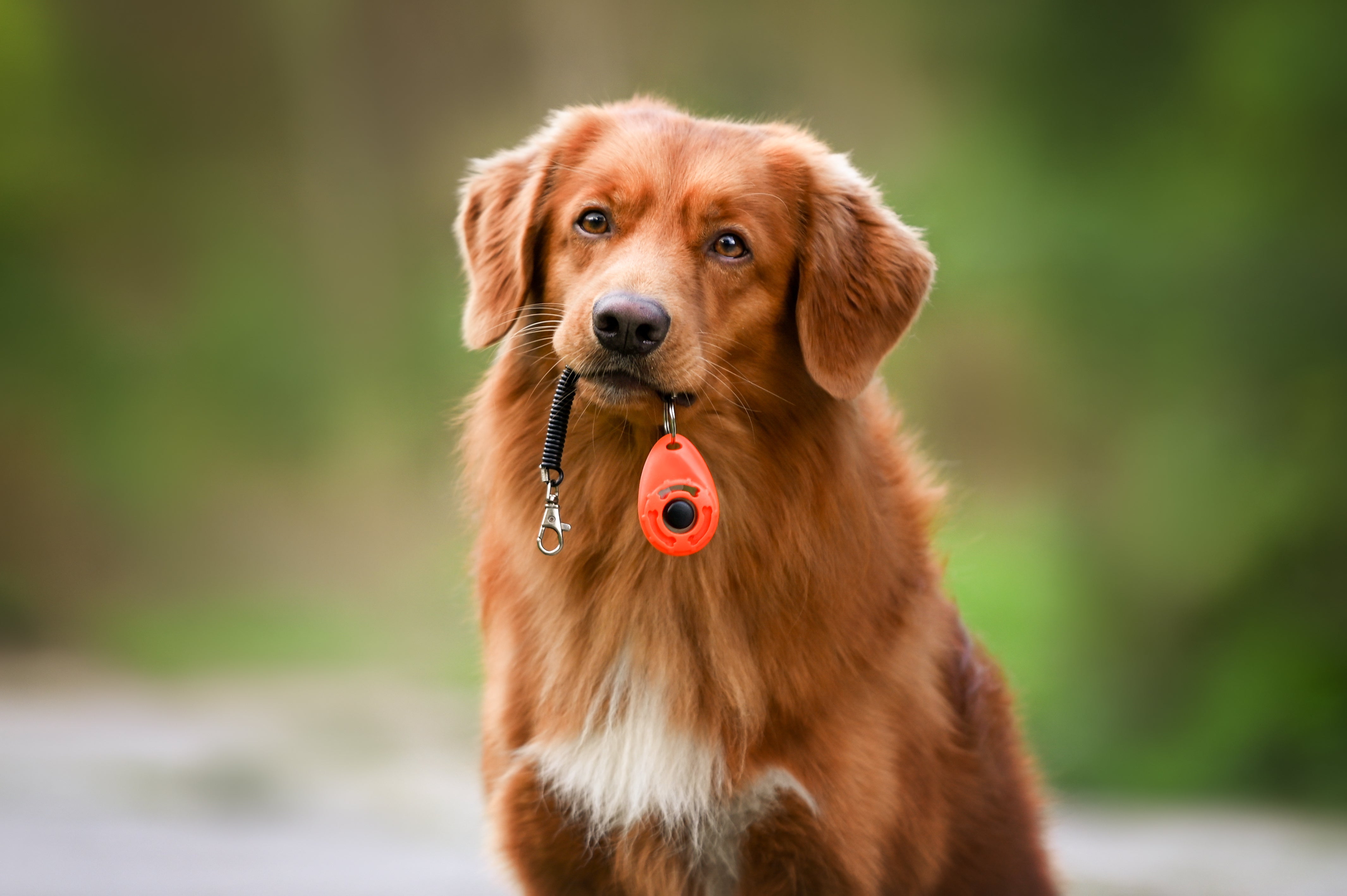 Hundetrainerausbildung Online - Pfötchenhof Pfalz