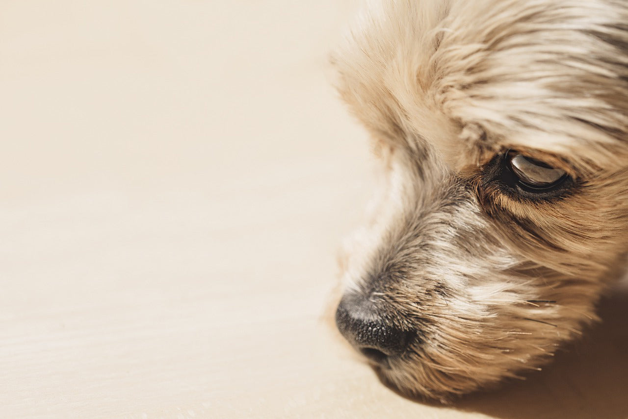 Yorkshire Terrier on beige Background