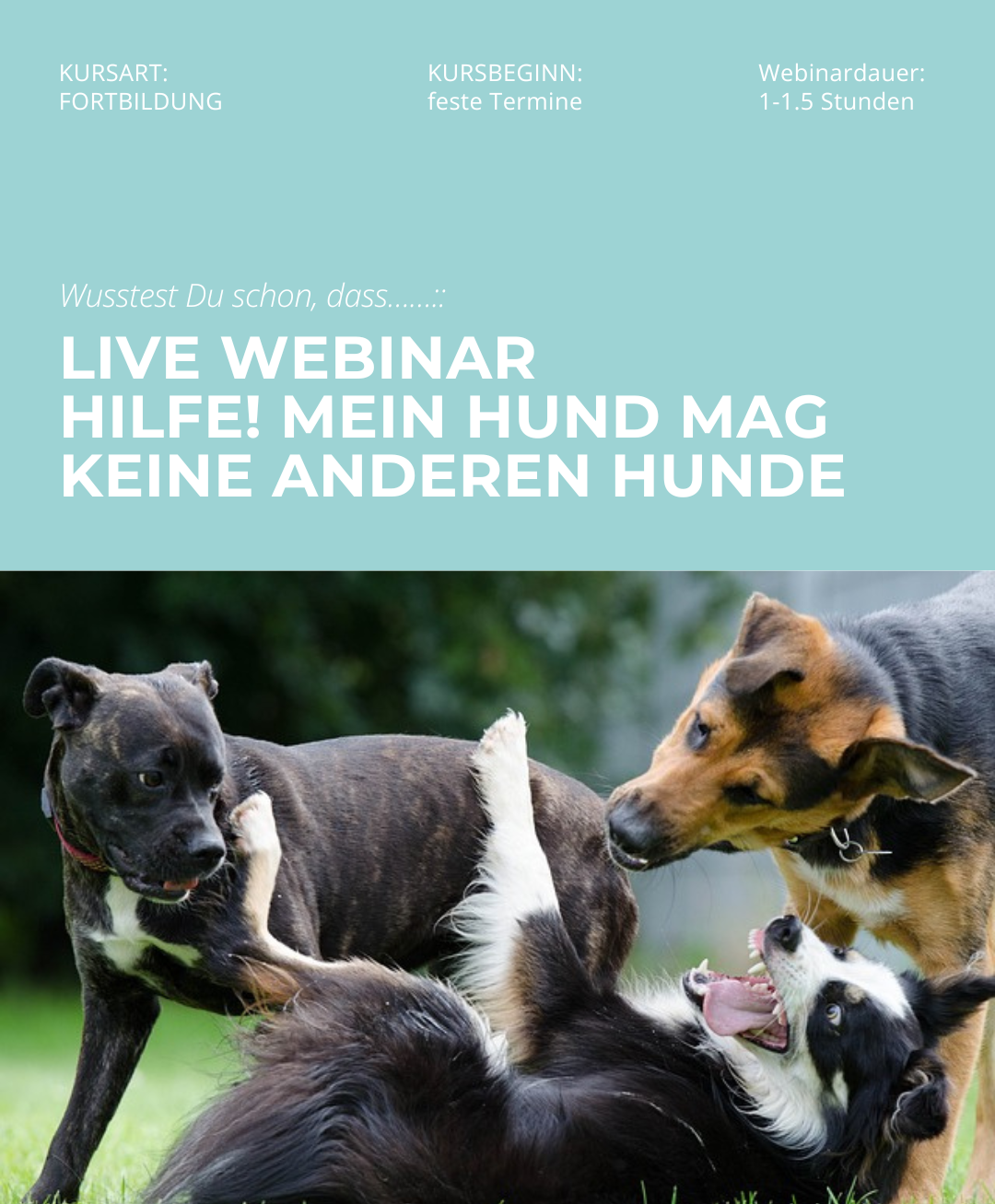 Hundetrainerausbildung Online - Pfötchenhof Pfalz